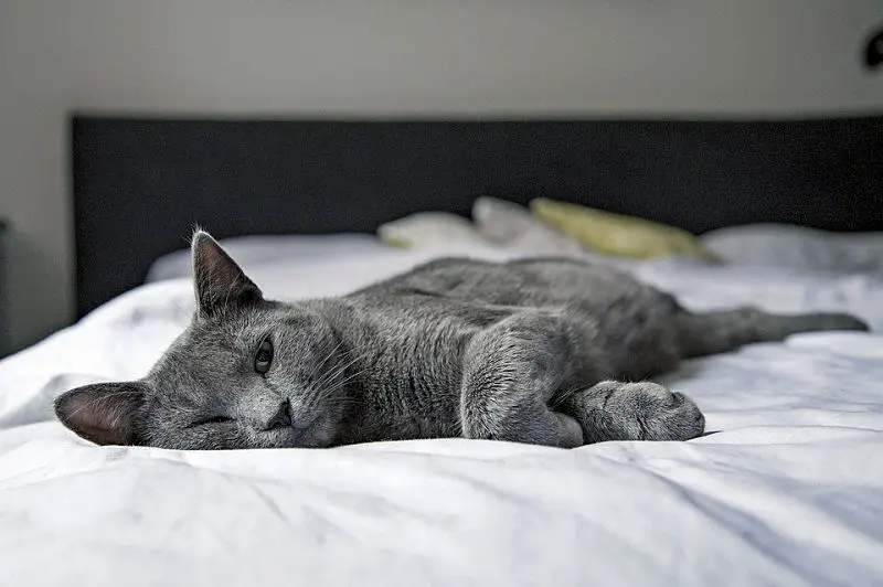 should your cats sleep with you? - the purrington post
