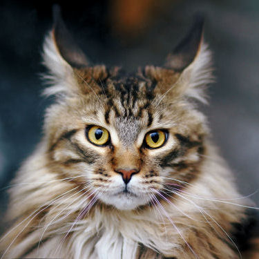 The Maine Coon Cat - Born of Legend, Myth & Folklore - The Purrington Post