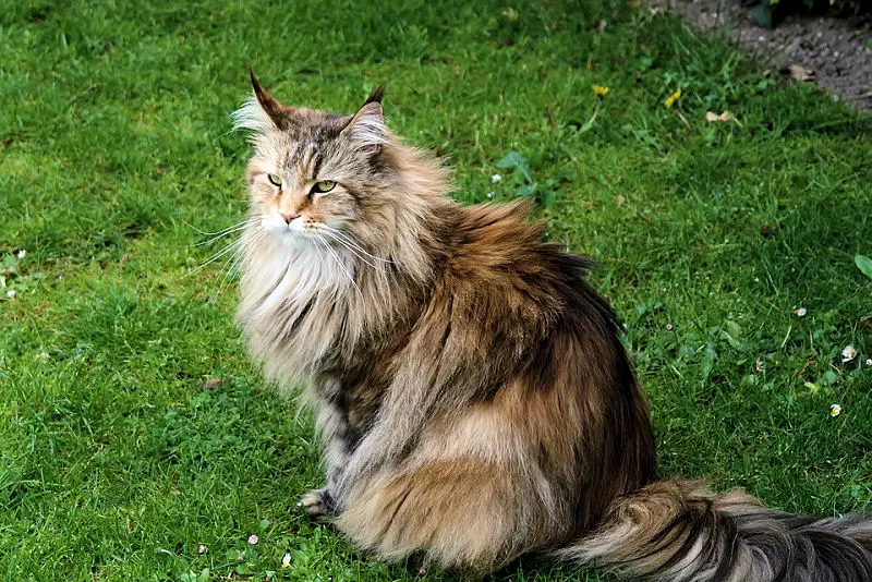 forestcat2