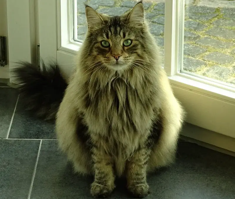 forestcat3