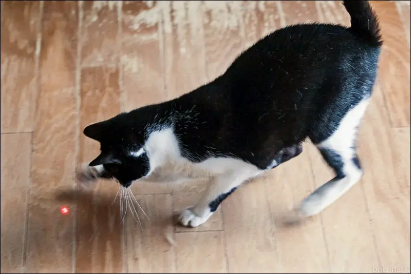 Friends gave us a little laser pointer as a cat toy. So far, they love chasing that little red dot. Here's Harriet making the "kill."