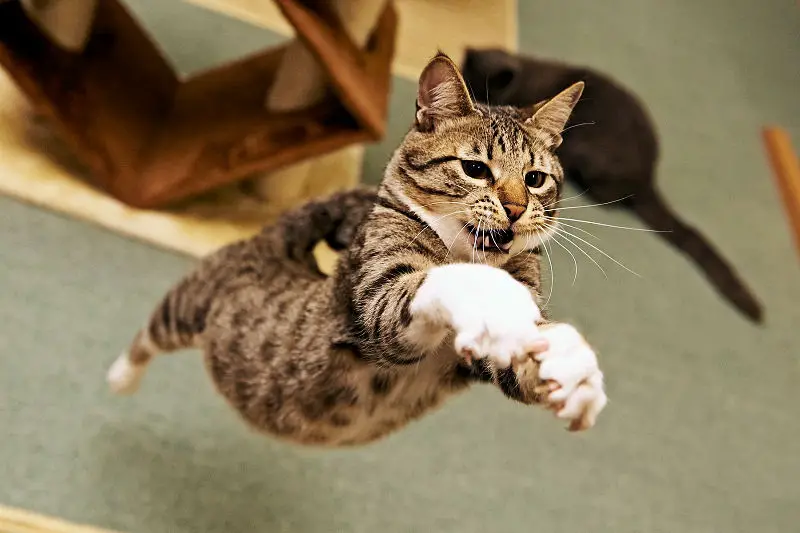 Is it bad for cats to play with laser pointers clearance