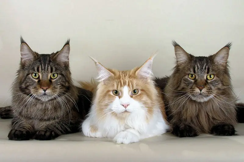 Giant Maine Coon Cats for Sale, Black Smoke Silver