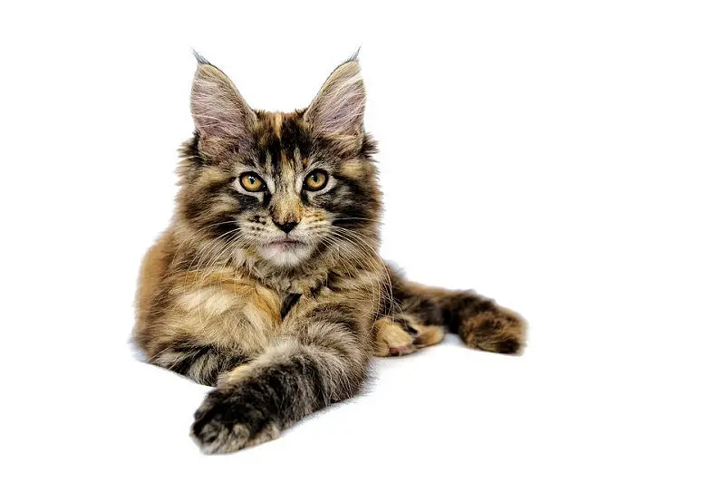 maincoon6