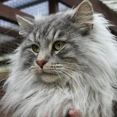 norwegian longhair cat