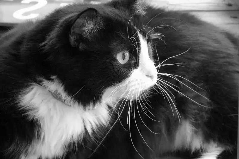 tuxie11