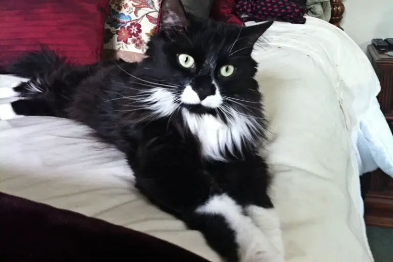 9 Reasons Tuxedo Cats Rock! Page 2 of 4 The Purrington Post