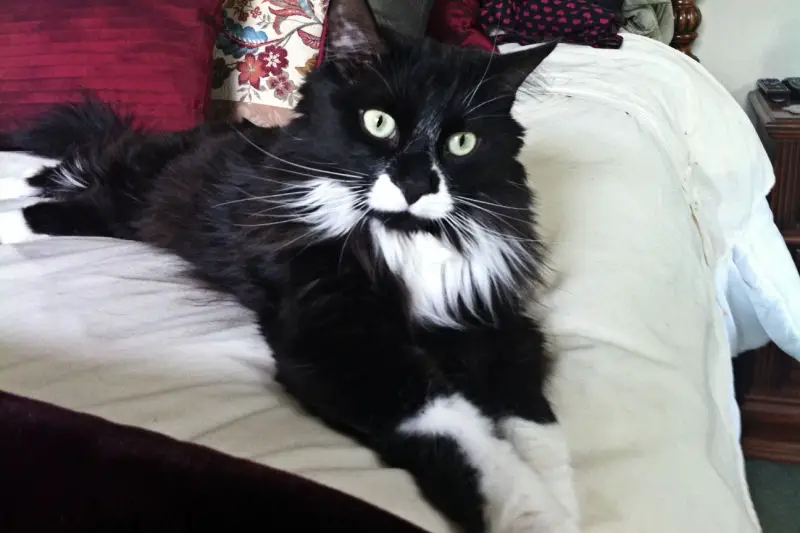 Humorous picture of a tuxedo cat