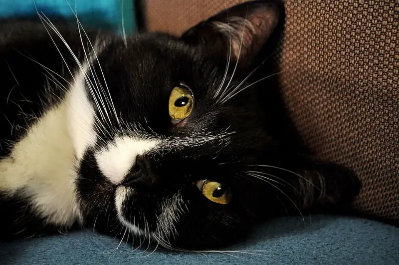 9 Reasons Tuxedo Cats Rock The Purrington Post,Personal Space Meme