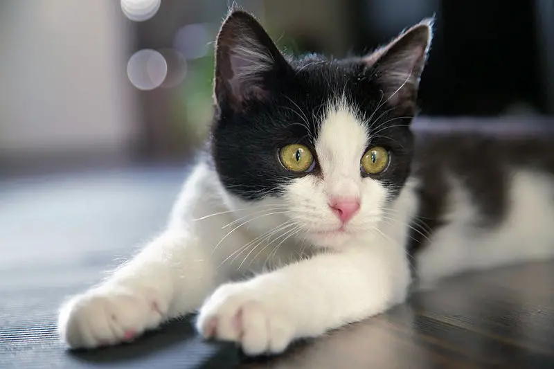 black and white tuxedo cat