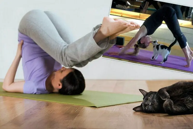 yogacats1