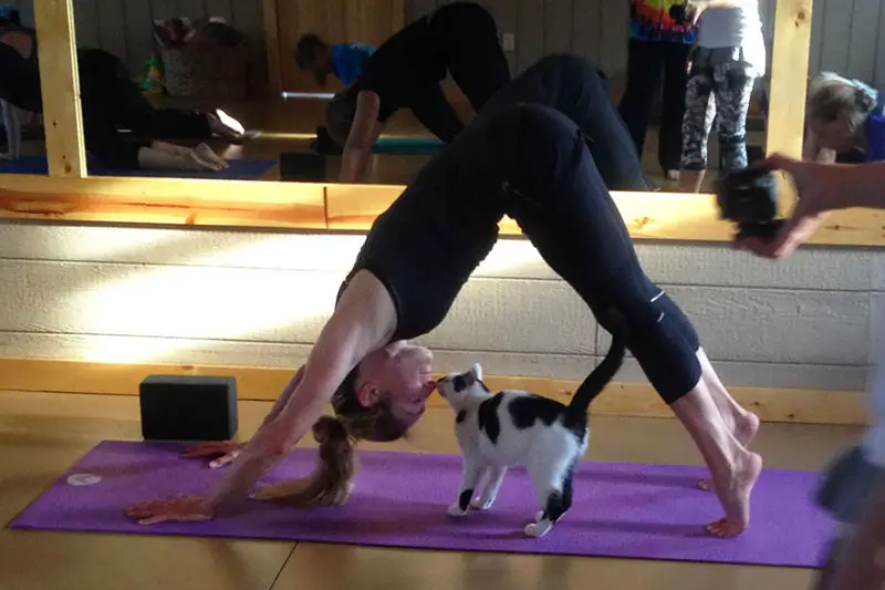 Yoga Kitties Cats Doing Downward Dog The Purrington Post