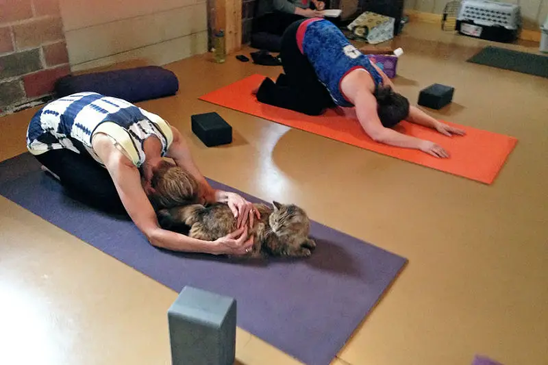 yogacats4b