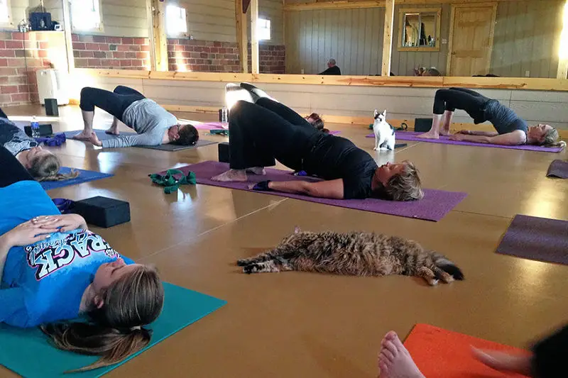 yogacats5a