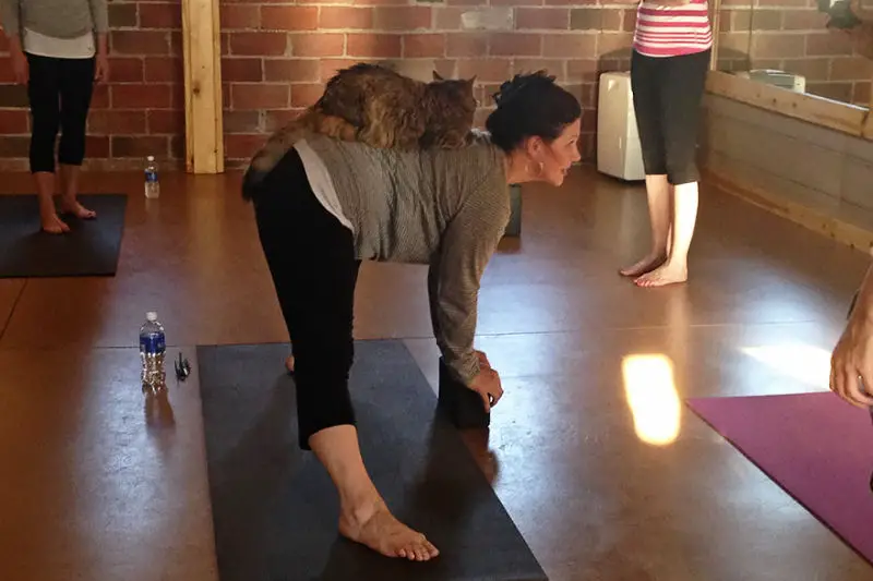 yogacats5b