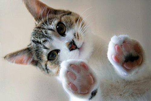 Fascinating Facts About Cat Paws - Page 2 of 9 The