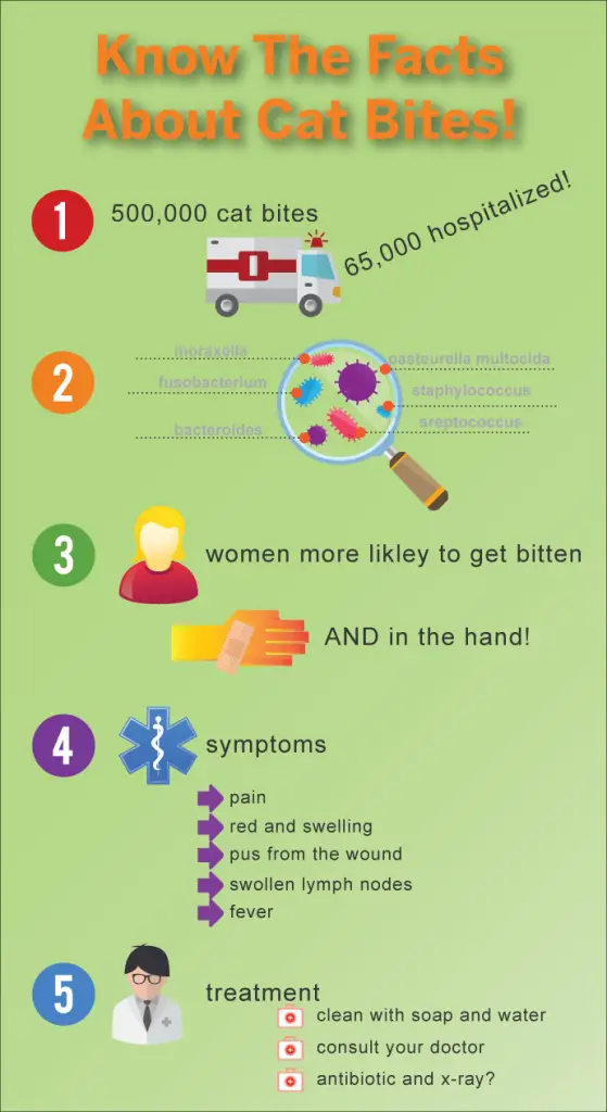 Dealing With A Cat Bite The Purrington Post