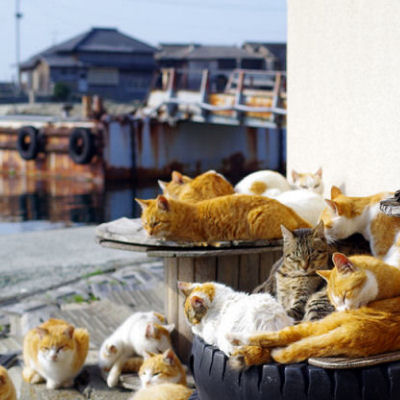 Aoshima: Sleepy Cat Island Where Felines Outnumber Humans