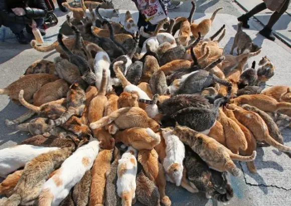 Aoshima, also known as 'Cat Island' has a cat population that is a sixfold increase over the human inhabitants. : r/interestingasfuck