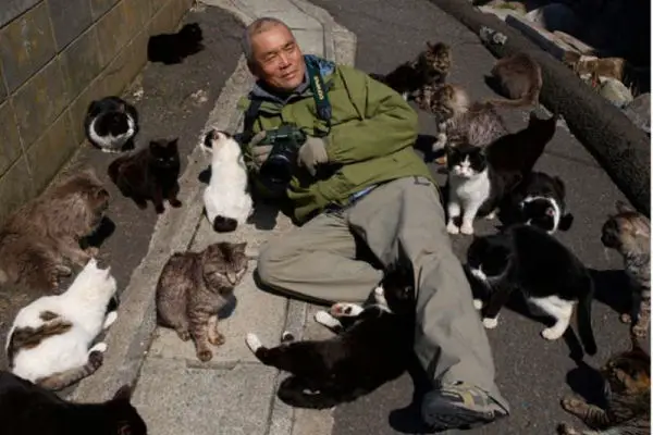 Aoshima, also known as 'Cat Island' has a cat population that is a sixfold increase over the human inhabitants. : r/interestingasfuck