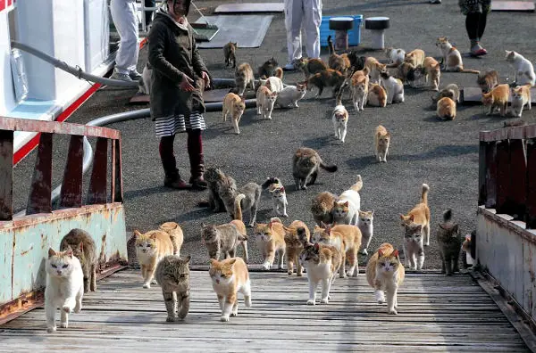 Aoshima, also known as 'Cat Island' has a cat population that is a sixfold  increase over the human inhabitants. : r/interestingasfuck