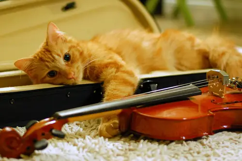 https://www.thepurringtonpost.com/wp-content/uploads/2015/10/catmusic.jpg