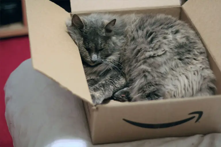 Why Do Cats Love Cardboard Boxes? The Purrington Post