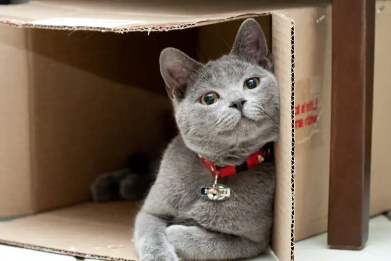 Why Do Cats Love Cardboard Boxes? The Purrington Post