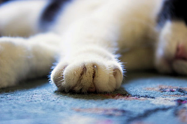 9 Fascinating Facts About Cat Paws - Page 7 of 9 - The Purrington Post