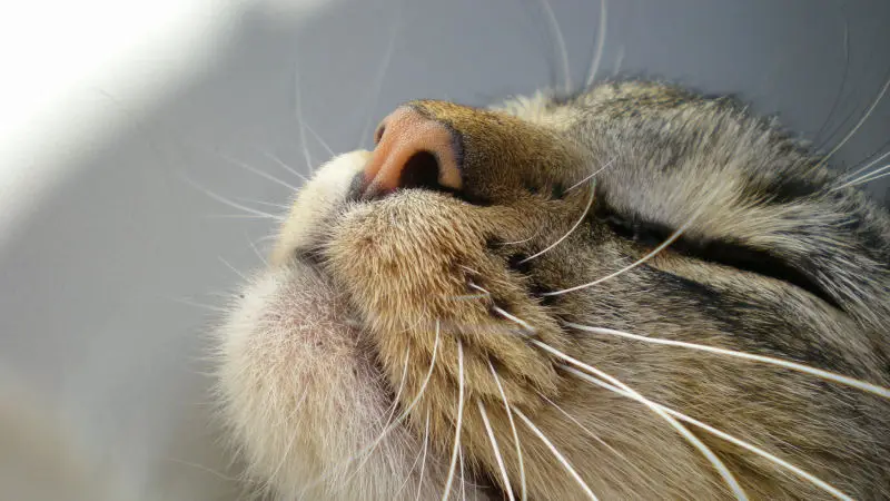 8 Signs Of Cat Illness The Purrington, Cat Diarrhea In Bathtub