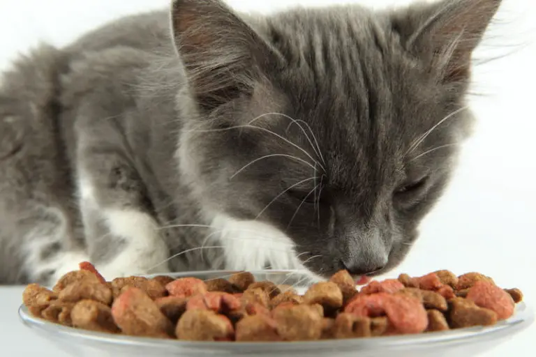 8 Signs of Cat Illness The Purrington Post