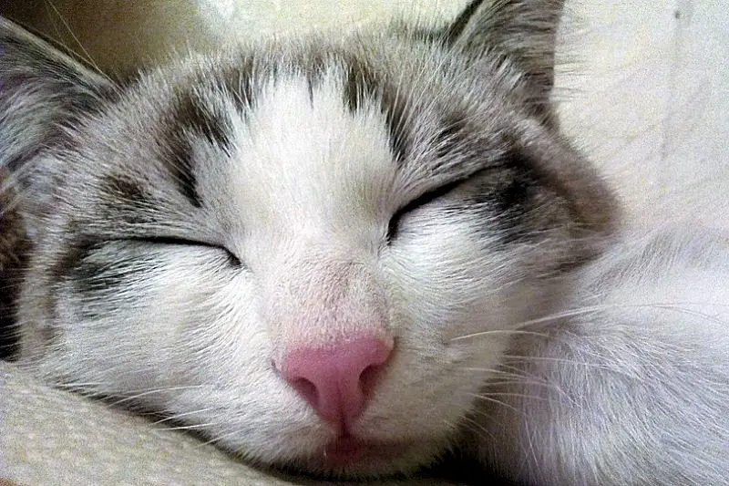 sleepycat2