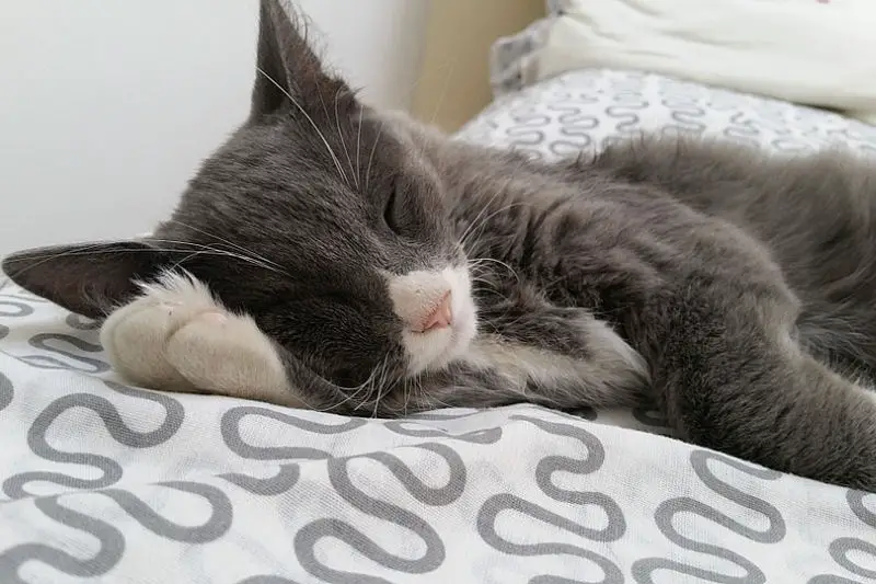 sleepycat3