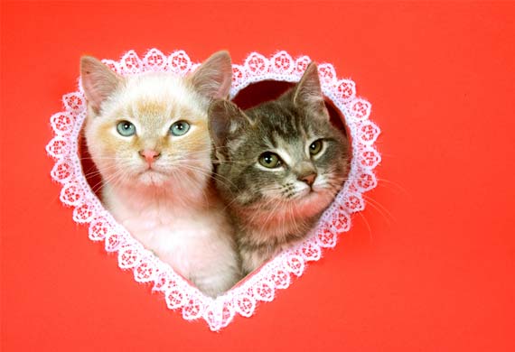 Valentinecats  the purrington post