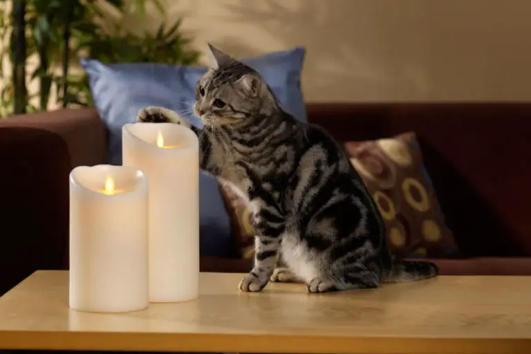 Are Scented Candle Fumes Toxic to Cats? The Purrington Post