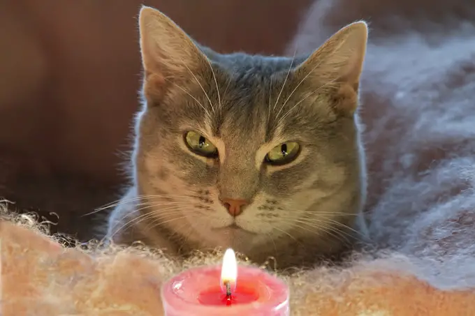 candles-cats