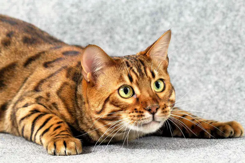 The Bengal A Bewitching Beauty The Purrington Post