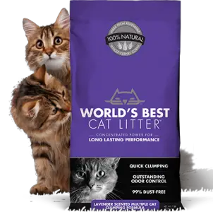 catlitter2