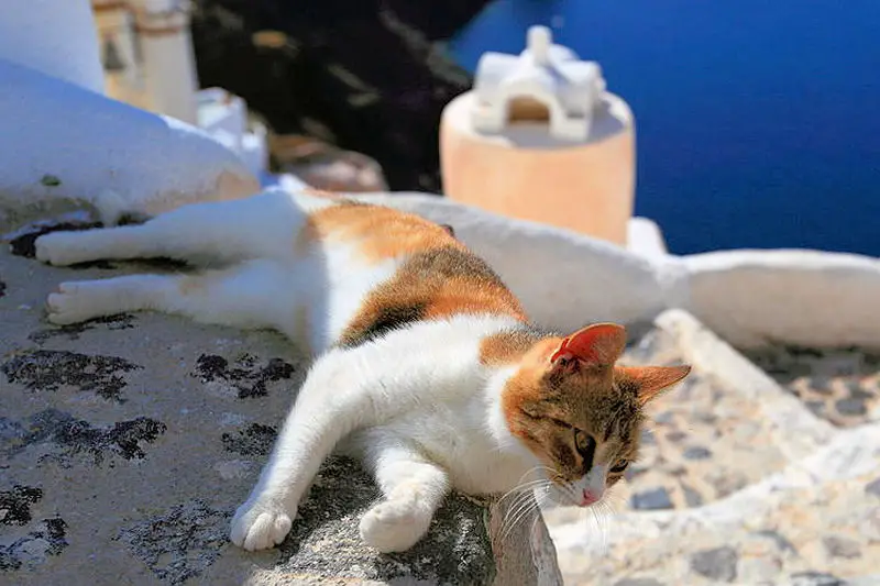 The Sad Reality of Japan's Famous Cat Island