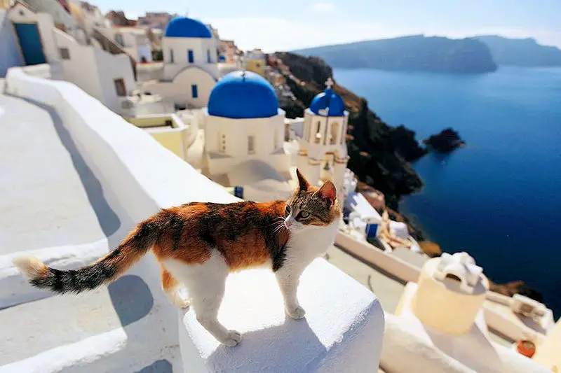 The Cats  of Santorini  Island The Purrington Post