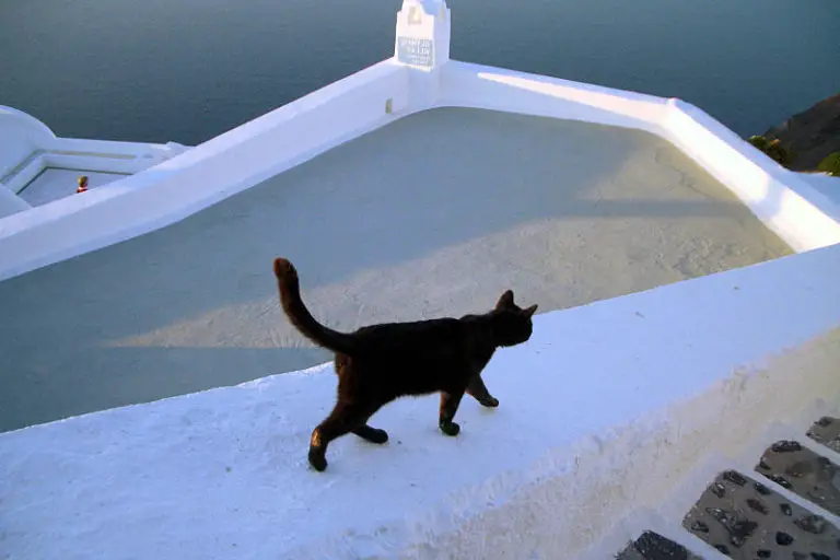 The Cats of Santorini Island - The Purrington Post