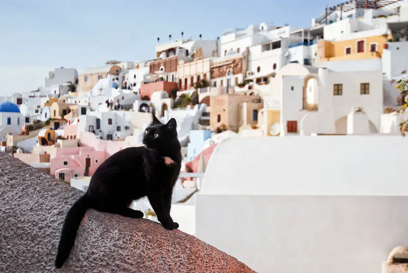 Santorini Cat. Background: view on Firostefani. Santorini island (Thira), Greece.