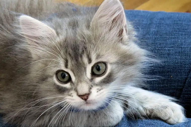 The Stunning Siberian Cat Page 2 The Purrington Post