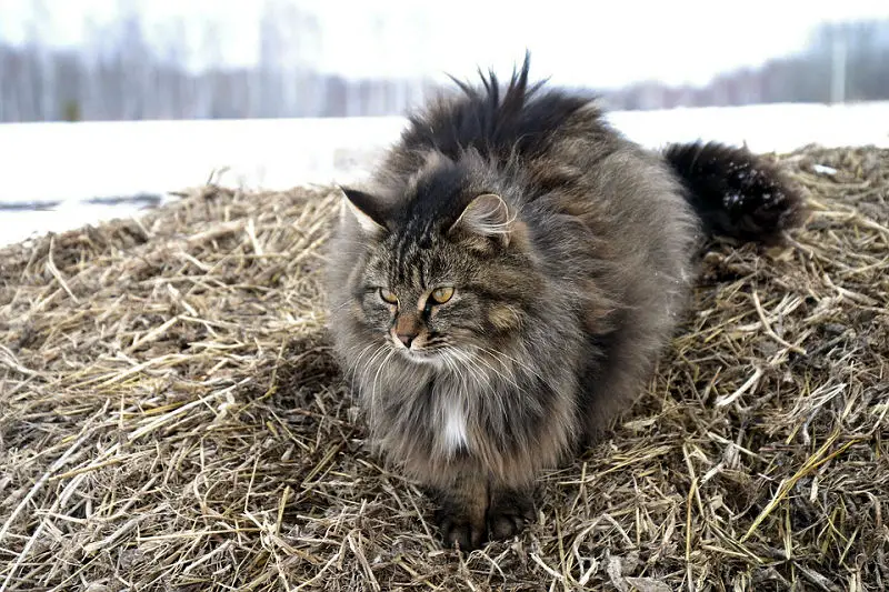 black siberian forest cat