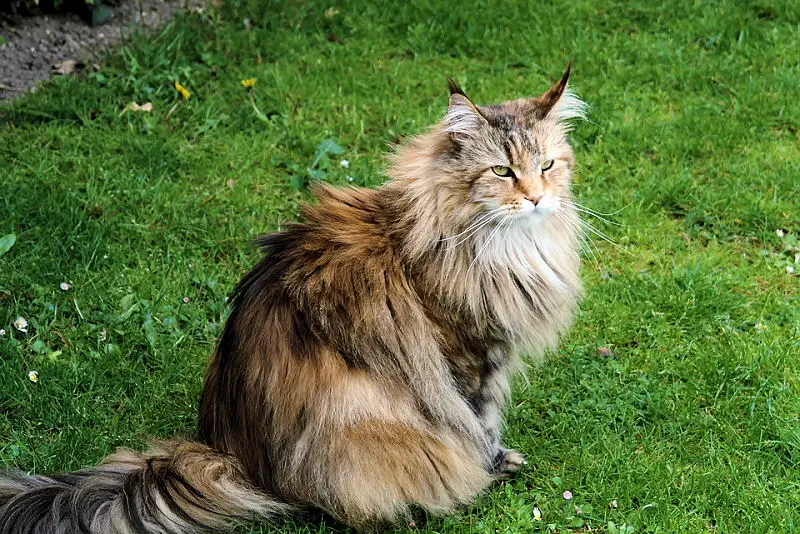 White Tabby Siberian Cat