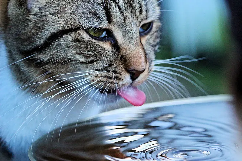 thirstycat2
