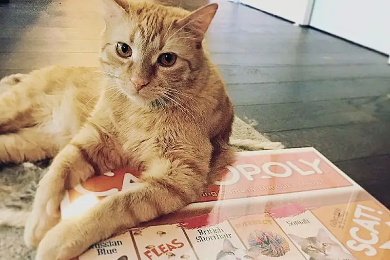 catopoly2