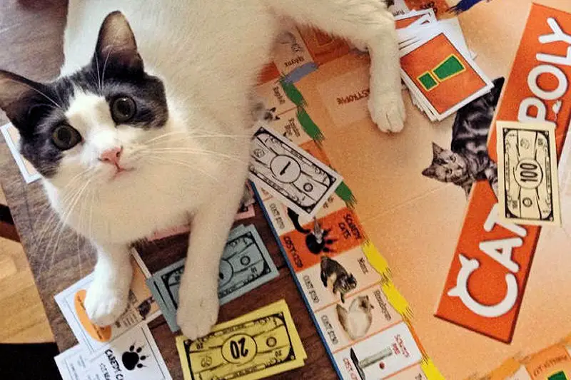 catopoly3