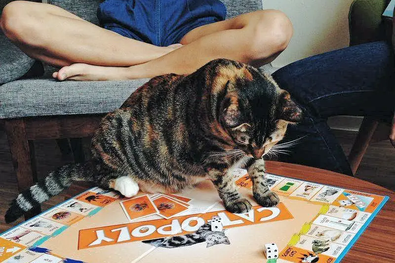 catopoly7