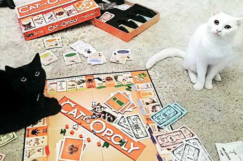 catopoly8